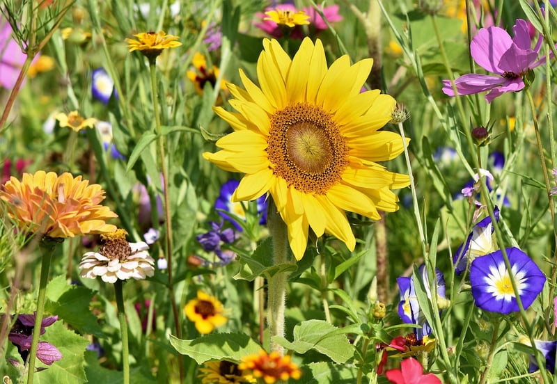 Sustainable Gardening Tips